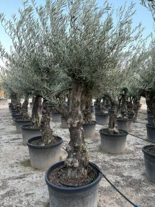 Olijfboom - Vertakte Olea Europaea -  Bonsai - 80 jaar oude boom