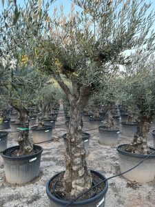 Olijfboom - Vertakte Olea Europaea -  Bonsai - 80 jaar oude boom