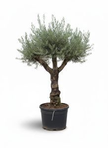 Olijfboom - Vertakte Olea Europaea -  Bonsai - 80 jaar oude boom