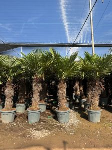 Palmboom - Trachycarpus Fortunei 80-100 cm