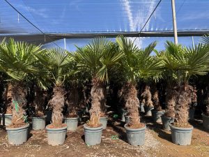 Palmboom - Trachycarpus Fortunei 80-100 cm