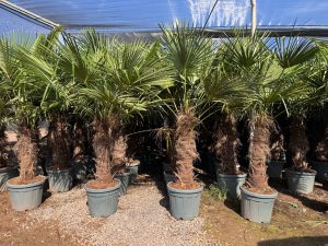 Palmboom - Trachycarpus Fortunei 80-100 cm