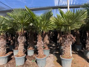 Palmboom - Trachycarpus Fortunei 80-100 cm