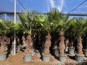 Palmboom - Trachycarpus Fortunei 80-100 cm