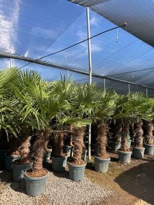 Palmboom - Trachycarpus Fortunei 80-100 cm