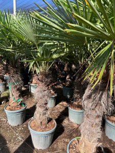 Palmboom - Trachycarpus Fortunei 80-100 cm