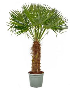 Palmboom - Trachycarpus Fortunei 80-100 cm