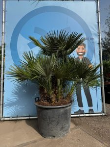 Palmboom - Chamaerops Humilis multistam