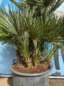 Palmboom - Chamaerops Humilis multistam