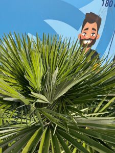 Palmboom - Chamaerops Humilis multistam