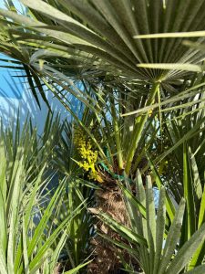 Palmboom - Chamaerops Humilis multistam