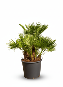 Palmboom - Chamaerops Humilis multistam