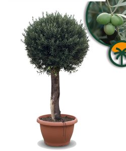 Olijfboom - Olea Europaea - Bolvorm - 40 jaar - 200 cm