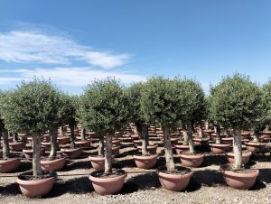 Olijfboom - Olea Europaea - Bolvorm - 40 jaar - 200 cm