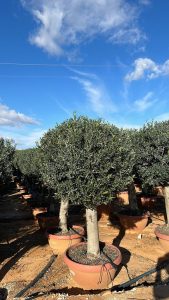 Olijfboom - Olea Europaea - Bolvorm - 40 jaar - 200 cm