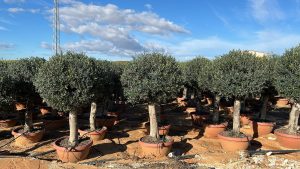 Olijfboom - Olea Europaea - Bolvorm - 40 jaar - 200 cm