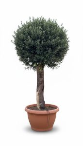 Olijfboom - Olea Europaea - Bolvorm - 40 jaar - 200 cm
