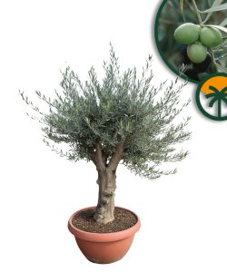 Olijfboom - Vertakte Olea Europaea - 40 jaar oude boom in decopot