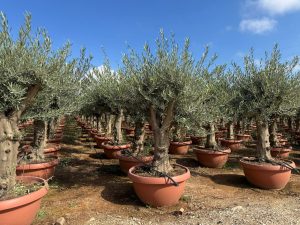 Olijfboom - Vertakte Olea Europaea - 40 jaar oude boom in decopot