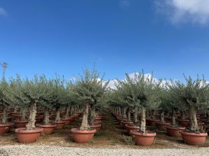 Olijfboom - Vertakte Olea Europaea - 40 jaar oude boom in decopot