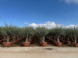 Olijfboom - Vertakte Olea Europaea - 40 jaar oude boom in decopot