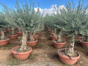 Olijfboom - Vertakte Olea Europaea - 40 jaar oude boom in decopot