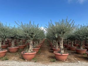 Olijfboom - Vertakte Olea Europaea - 40 jaar oude boom in decopot