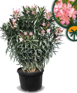 Roze Oleander - hoogte 220-240cm