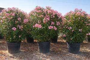 Roze Oleander - hoogte 220-240cm