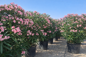 Roze Oleander - hoogte 220-240cm