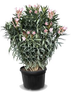 Roze Oleander - hoogte 220-240cm
