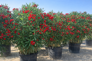 Rode Oleander - hoogte 220-240 cm