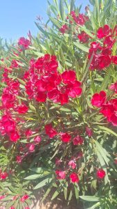 Rode Oleander - hoogte 220-240 cm
