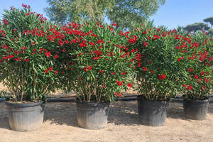 Rode Oleander - hoogte 220-240 cm