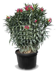 Rode Oleander - hoogte 220-240 cm