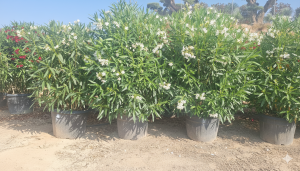 Witte Oleander - hoogte 220-240 cm
