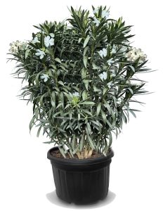 Witte Oleander - hoogte 220-240 cm