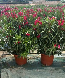 Rode Oleander - hoogte 140/160 cm