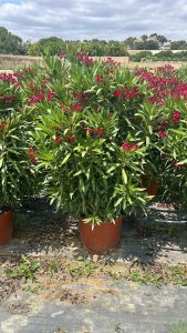 Rode Oleander - hoogte 140/160 cm
