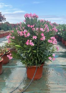 Roze Oleander - hoogte 140/160 cm