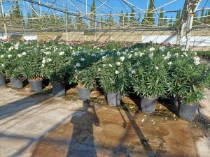 Witte Oleander - hoogte 140/160 cm