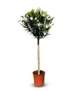 Witte Oleander op stam - hoogte 140/160 cm