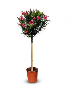 Rode Oleander op stam - hoogte 140/160 cm