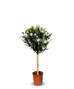 Witte Oleander op stam - hoogte 100/120 cm