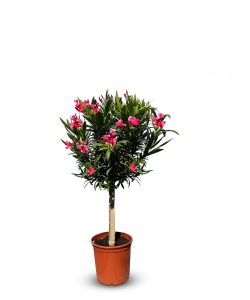 Rode Oleander op stam - hoogte 100/120 cm