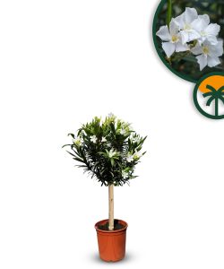 Witte Oleander op stam - hoogte 90/110 cm