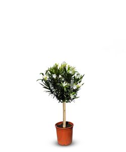 Witte Oleander op stam - hoogte 90/110 cm