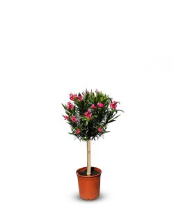 Rode Oleander op stam - hoogte 90/110 cm