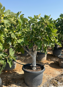 Vijgenboom - Ficus Carica Calabacita Blanca  - 40 jaar oude boom