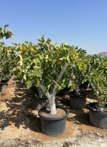 Vijgenboom - Ficus Carica Calabacita Blanca  - 40 jaar oude boom